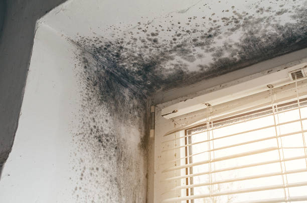 Affordable Mold Removal solutions in Stevensville, MI