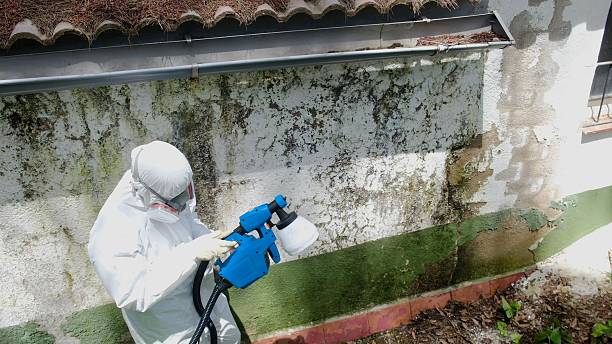 Top rated local Mold Removal specialists in Stevensville, MI